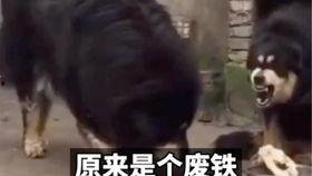 娱乐吃瓜酱外婆养大的羊羊视频,娱乐吃瓜酱视频背后的温馨故事