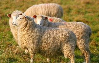 娱乐吃瓜酱羊,揭秘娱乐圈那些不为人知的幕后故事