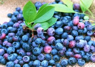 娱乐吃瓜酱蓝莓