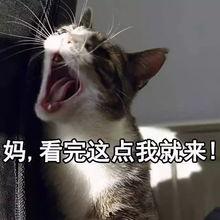 娱乐吃瓜酱猫妈,揭秘娱乐圈背后的温馨故事